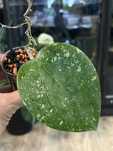 Hoya glabra Splash, hoya glabra high splash, rzadka hoya, hoya silver splash, woskownica glabra, wielkie liście, hoya sunstress, hoje kolekcjonerskie, hoya care, luksusowe rośliny doniczkowe, uprawa hoi, srebrna hoya, Variegarden.