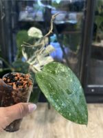 Hoya glabra 'Splash' (High Splash) #5 - obrazek 4