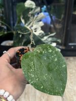 Hoya glabra 'Splash' (High Splash) #5 - obrazek 3