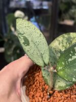Hoya Blizzard #4 - obrazek 4