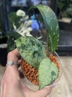 Hoya Blizzard #4 - obrazek 5
