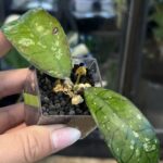 Hoya 'Gudung Gading' Ghost Silver, niezwykle rzadka roślina kolekcjonerska o grubych, sztywnych liściach niemal w całości pokrytych lśniącym srebrnym splashem z konrtrastową siecią ciemnozielonych nerwów, VarieGarden