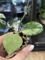Hoya verticillata Silver Heart  #9 - obrazek 3