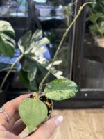 Hoya verticillata Silver Heart  #9 - obrazek 4