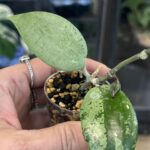 Hoya Verticillata Silver Heart