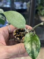 Hoya Verticillata Silver Heart