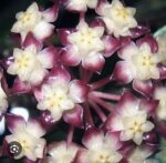 Hoya 'Gunung Gading' Ghost (Silver) #5 - obrazek 2