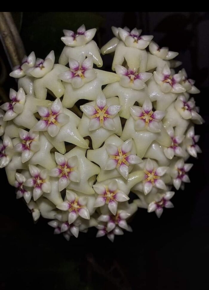 Hoya verticillata Silver Heart  #9 - obrazek 2