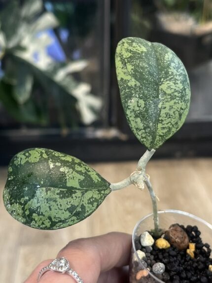 Hoya deykeae 'Morning Dew'