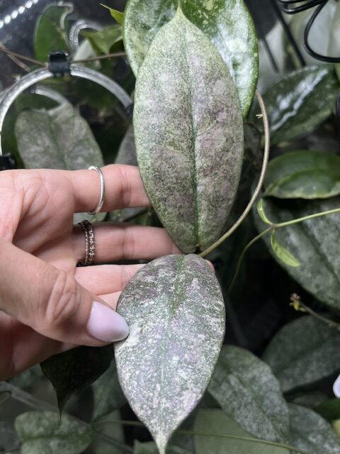 Hoya Mitrata Silver sp Kapuas W ofercie jest cięta sadzonka. Będzie cięta w dniu wysyłki. Dokładamy wszelkich starań, aby roślina dotarła do Was cała i zdrowa. Rośliny wysyłamy od poniedziałku do środy. Hoya Mitrata Silver sp Kapuas