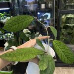 Hoya Sabah #1