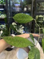 Hoya Sabah #1 - obrazek 4