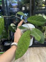 Hoya Sabah #1 - obrazek 3