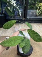 Hoya Sabah #1 - obrazek 2