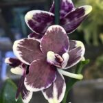 Phalaenopsis Bright Peacock „Black & White Chocolate” - GW275, unikatowy storczyk kolekcjonerski o woskowych, ciemnoczekoladowych płatkach z białą obwódką, Variegarden.
