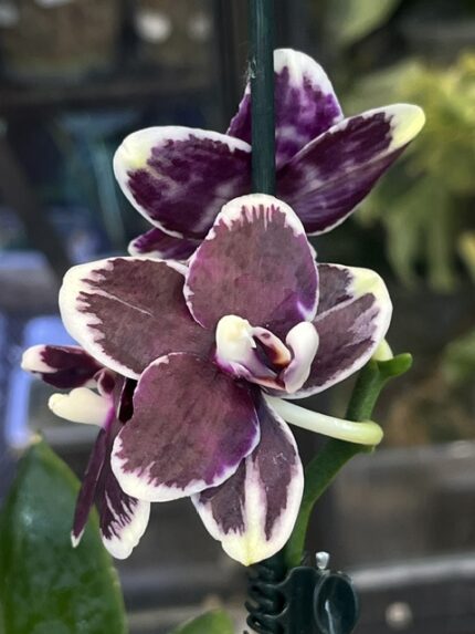 Phalaenopsis Bright Peacock „Black & White Chocolate” - GW275, unikatowy storczyk kolekcjonerski o woskowych, ciemnoczekoladowych płatkach z białą obwódką, Variegarden.