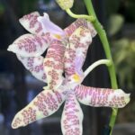 Phalaenopsis hieroglyphica var. flava x ‘Glory’, rzadki storczyk botaniczny o woskowych, kremowych płatkach z gęstym magentowym wzorem hieroglifów i liliową warżką, Variegarden.