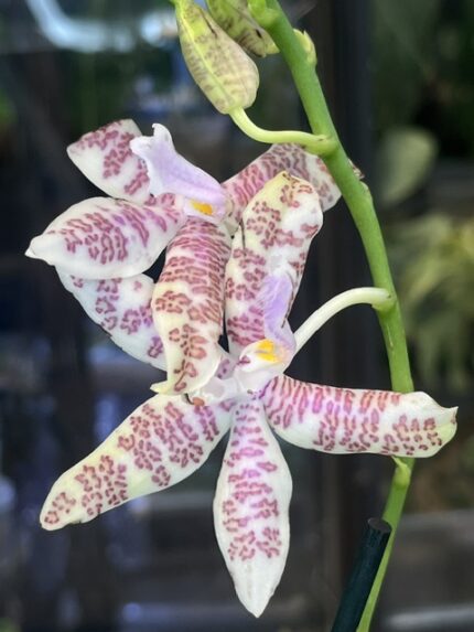 Phalaenopsis hieroglyphica var. flava x ‘Glory’, rzadki storczyk botaniczny o woskowych, kremowych płatkach z gęstym magentowym wzorem hieroglifów i liliową warżką, Variegarden.