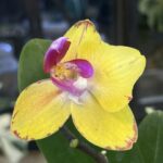 Phalaenopsis Sweet Girl (peloric), unikatowy storczyk kolekcjonerski o żółto-purpurowych, woskowych kwiatach z peloryczną mutacją płatków, Variegarden.