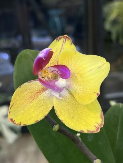 Phalaenopsis Sweet Girl (peloric), unikatowy storczyk kolekcjonerski o żółto-purpurowych, woskowych kwiatach z peloryczną mutacją płatków, Variegarden.