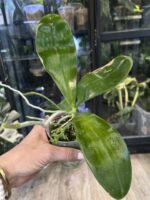 Phalaenopsis amboinensis 'LDAM' / storczyk #1 - obrazek 3