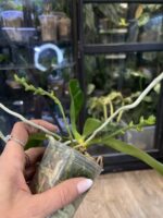 Phalaenopsis amboinensis 'LDAM' / storczyk #1 - obrazek 4