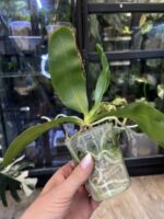 Phalaenopsis amboinensis 'LDAM' / storczyk #1 - obrazek 2