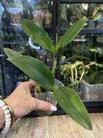 Cattleya Leopard Lou 'Satay' / storczyk #1 - obrazek 5