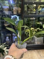 Cattleya Leopard Lou 'Satay' / storczyk #1 - obrazek 3