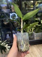 Cattleya Leopard Lou 'Satay' / storczyk #1 - obrazek 2
