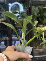 Cattleya Leopard Lou 'Satay' / storczyk #1 - obrazek 4