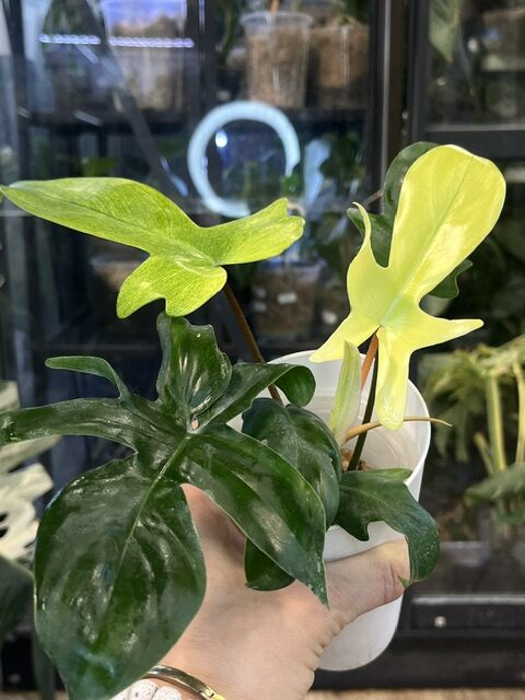 Philodendron Florida Ghost Philodendron Florida Ghost