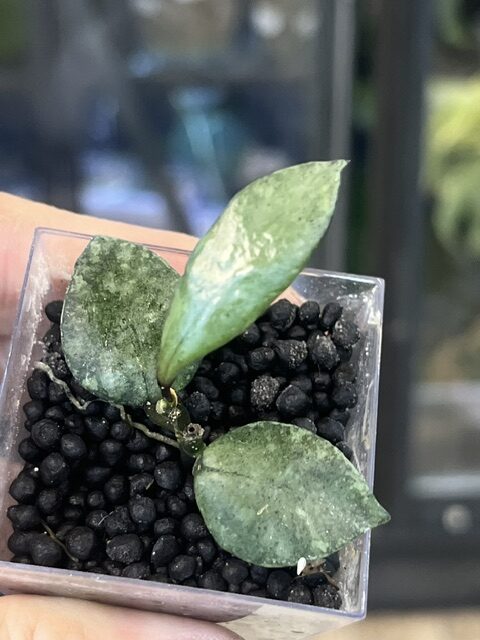 Hoya lacunosa 'Violet', kolekcjonerska roślina wisząca o drobnych liściach z fioletowym przebarwieniem typu sunstress, pachnące pnącze tropikalne, Variegarden. Hoya lacunosa 'Violet', kolekcjonerska roślina wisząca o drobnych liściach z fioletowym przebarwieniem typu sunstress, pachnące pnącze tropikalne, Variegarden.