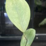 Hoya sp. Menak Sopal, niezwykle rzadka hoya kolekcjonerska o długich, sztywnych liściach z wyraźnym, jasnym użyleniem i delikatnym srebrzystym splashem, ekskluzywne pnącze tropikalne,