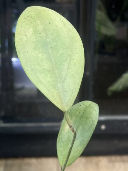 Hoya sp. Menak Sopal, niezwykle rzadka hoya kolekcjonerska o długich, sztywnych liściach z wyraźnym, jasnym użyleniem i delikatnym srebrzystym splashem, ekskluzywne pnącze tropikalne,