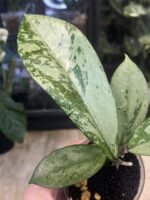 Hoya Blizzard #3 - obrazek 3