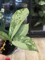 Hoya Blizzard #3 - obrazek 4