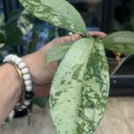 Hoya Blizzard