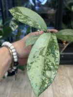 Hoya Blizzard