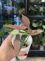 Syngonium Red Spot Tricolor #2 - obrazek 2