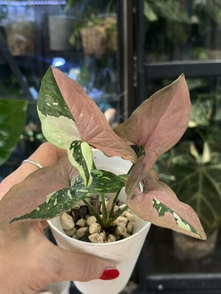 Syngonium red spot tricolor