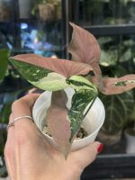 Syngonium Red Spot Tricolor #2 - obrazek 3