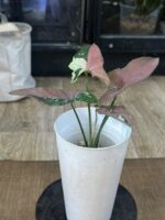 Syngonium Red Spot Tricolor #2 - obrazek 4