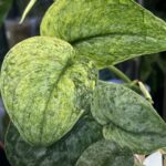 Scindapsus dark silver cloud variegata