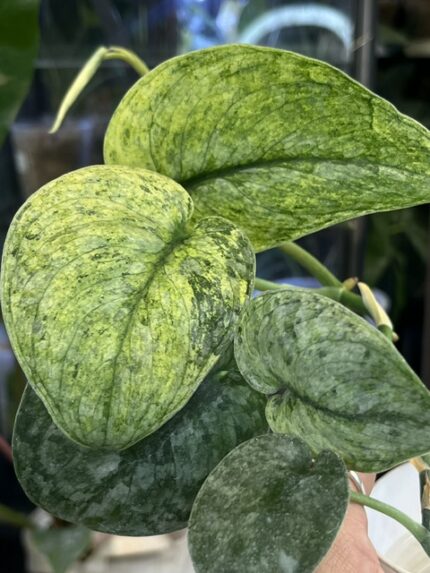 Scindapsus dark silver cloud variegata