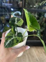 Syngonium Scrambled Eggs