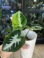 Syngonium Scrambled Eggs #2 - obrazek 3