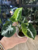 Syngonium Scrambled Eggs #2 - obrazek 4