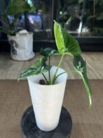 Syngonium Scrambled Eggs #2 - obrazek 5