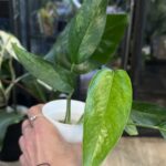 Epipremnum pinnatum cream mint variegata